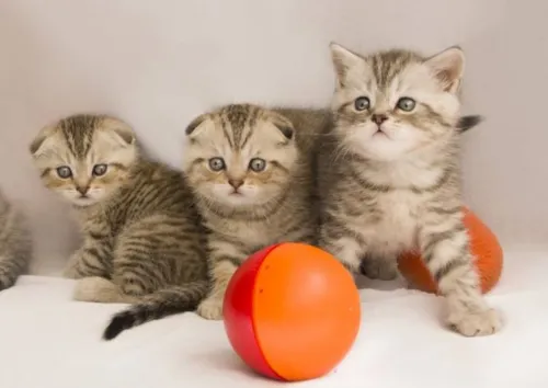 折耳猫的遗传病可以治愈吗？折耳猫能活几年？