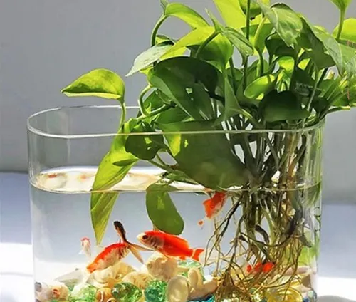 养鱼的鱼缸里怎么养殖绿萝？绿萝与鱼同养有何好处？