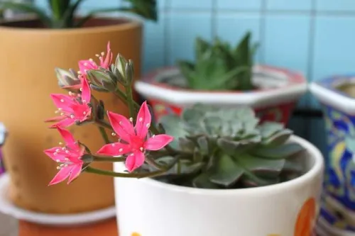 多肉植物开花了怎么办？多肉植物开花需要剪掉吗？