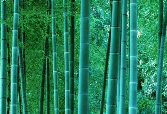 对比木浆抽纸，竹浆抽纸有什么不同？又有什么优势呢？