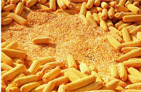 玉米什么时候收获产量最高？怎么判断玉米是否进入完熟期