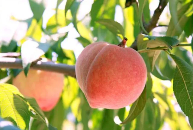 桃子如何预防霜冻和倒春寒?怎样保花保果提高产量？