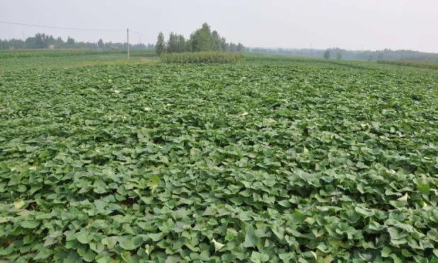 红薯地里打什么除草剂？红薯能打多效唑吗、为什么？