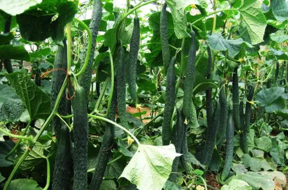黄瓜不能和哪些蔬菜种在一起？种植黄瓜如何催芽？