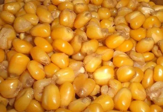 玉米怎样做鱼饵？如何用玉米制作钓饵钓鲤鱼？