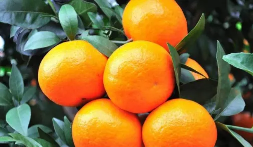 沙糖桔和蜜橘有什么区别？两者口感上哪种更