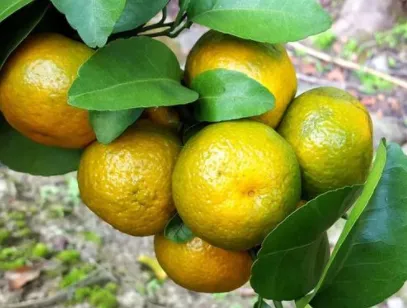 砂糖橘果皮粗糙什么原因？吃了会不会影响健康？