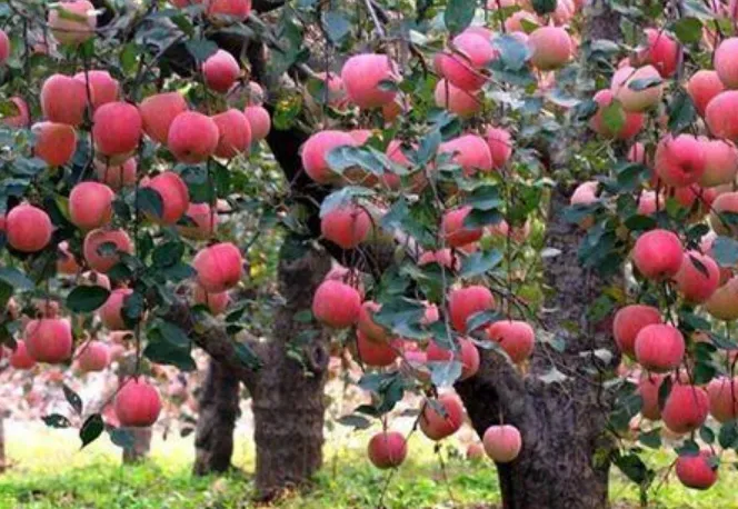 苹果树能扦插嫁接吗？什么树可以嫁接苹果枝？