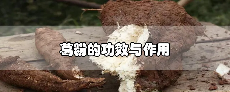 葛粉的功效与作用