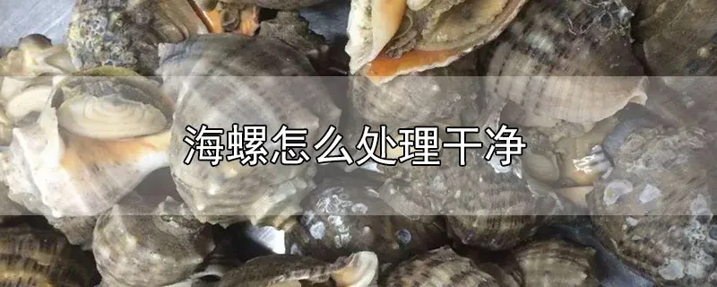 海螺怎么处理干净