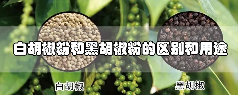 白胡椒粉和黑胡椒粉的区别和用途