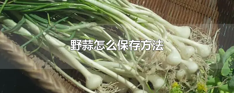 野蒜怎么保存方法