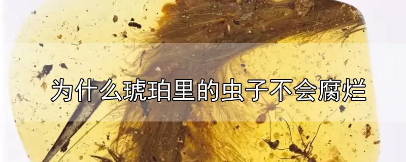 为什么琥珀里的虫子不会腐烂