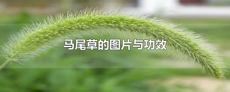 马尾草的图片与功效