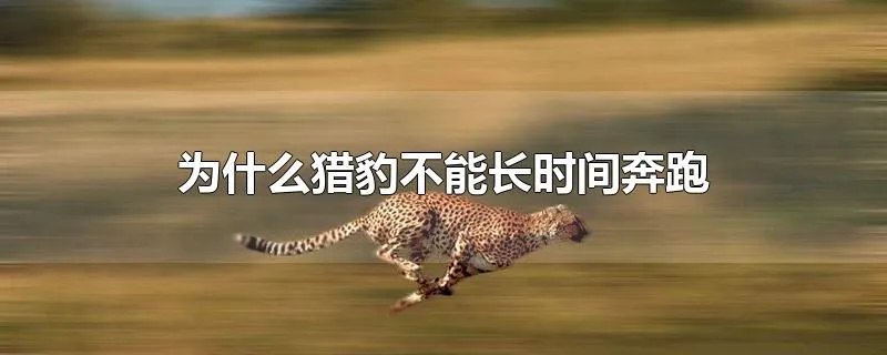 为什么猎豹不能长时间奔跑