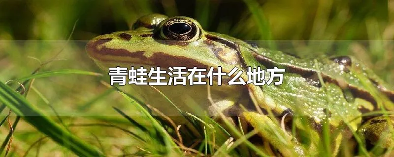 青蛙生活在什么地方
