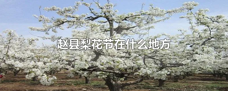 赵县梨花节在什么地方