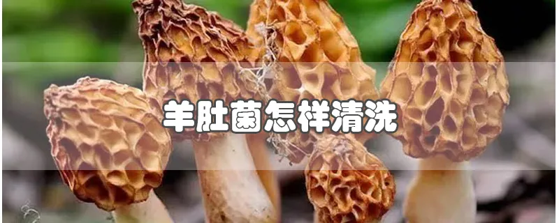 羊肚菌怎样清洗