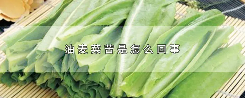 油麦菜苦是怎么回事