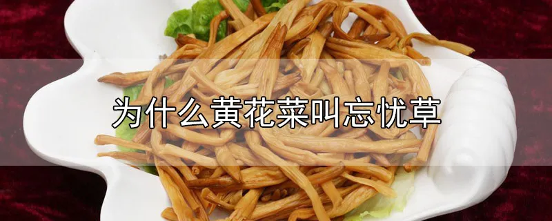 为什么黄花菜叫忘忧草