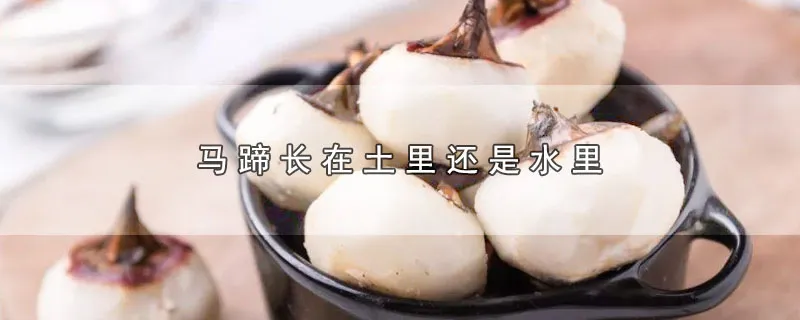 马蹄长在土里还是水里
