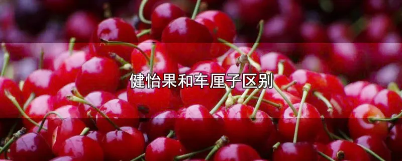 健怡果和车厘子区别
