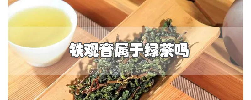 铁观音属于绿茶吗