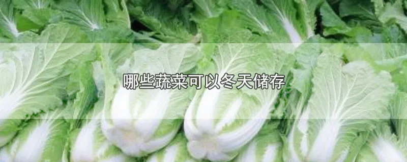 哪些蔬菜可以冬天储存