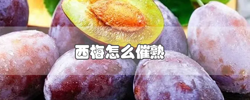 西梅怎么催熟