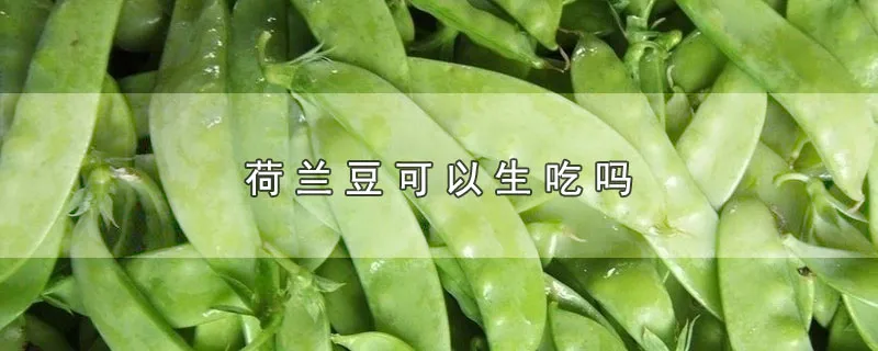 荷兰豆可以生吃吗