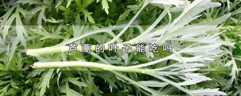 芦蒿的叶子能吃吗