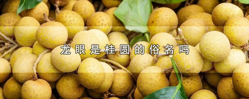 龙眼是桂圆的俗名吗