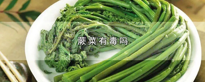 蕨菜有毒吗