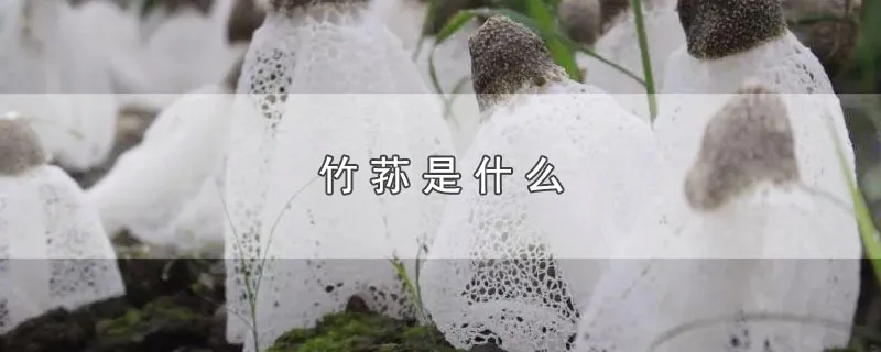 竹荪是什么