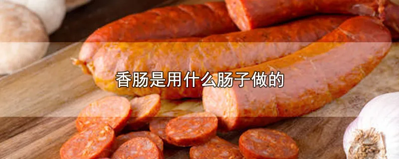 香肠是用什么肠子做的