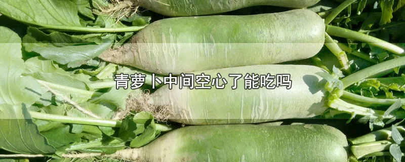 青萝卜中间空心了能吃吗