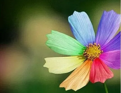 七色花真的存在吗：七色花只是人们社稷出来的一种事物，表达人们对美好事物的向往