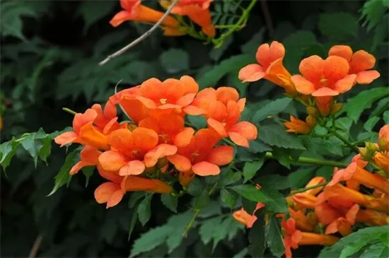 适合秋天移种的爬藤花，详解十种秋季爬藤花