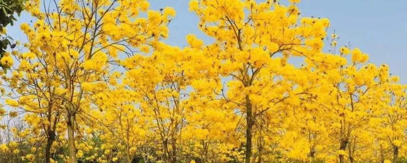 紫花风铃木的品种
