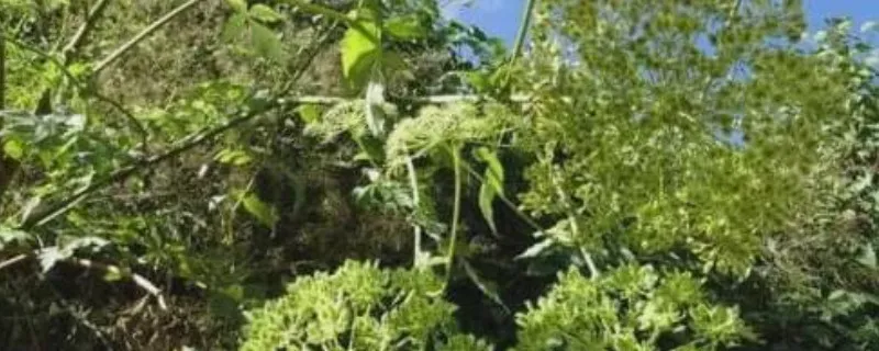 荆草一般生长在什么地方