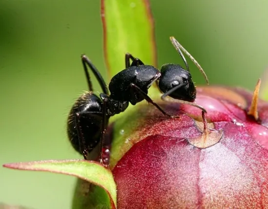花里的蚂蚁