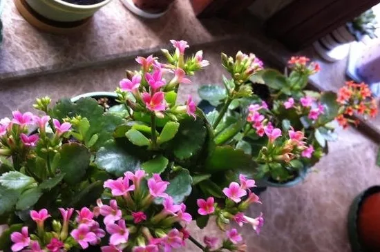 长寿花叶片打蔫的原因及对策