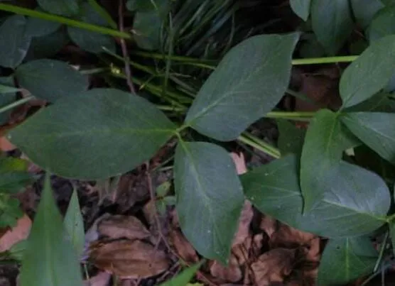 半夏由来的传说，消肿化痰止咳神药是女子幻