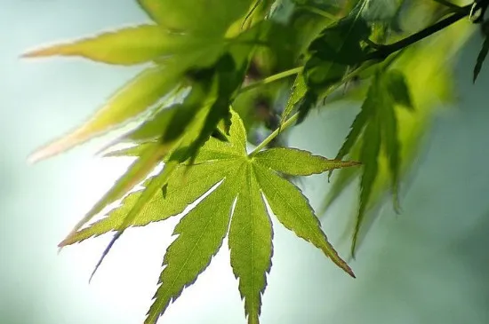 鸡爪槭怎么种植