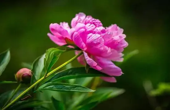 植物趣闻|神奇的植物开花“生物钟”