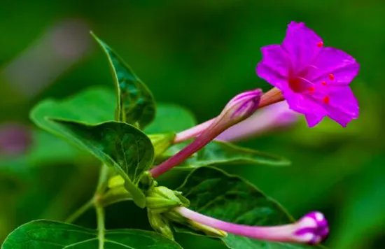 植物趣闻|神奇的植物开花“生物钟”
