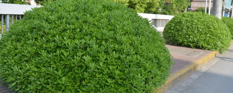 灌木球类植物有哪些