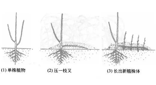 压条繁殖简图