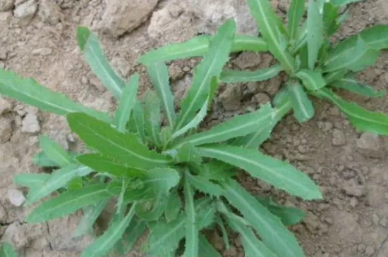 苦苣菜是常绿植物吗