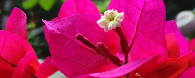光叶子花怎么浇水